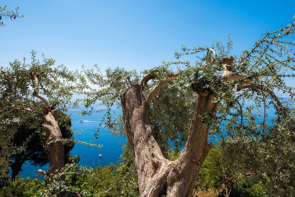 Villa De Rosa Positano Bagian luar foto
